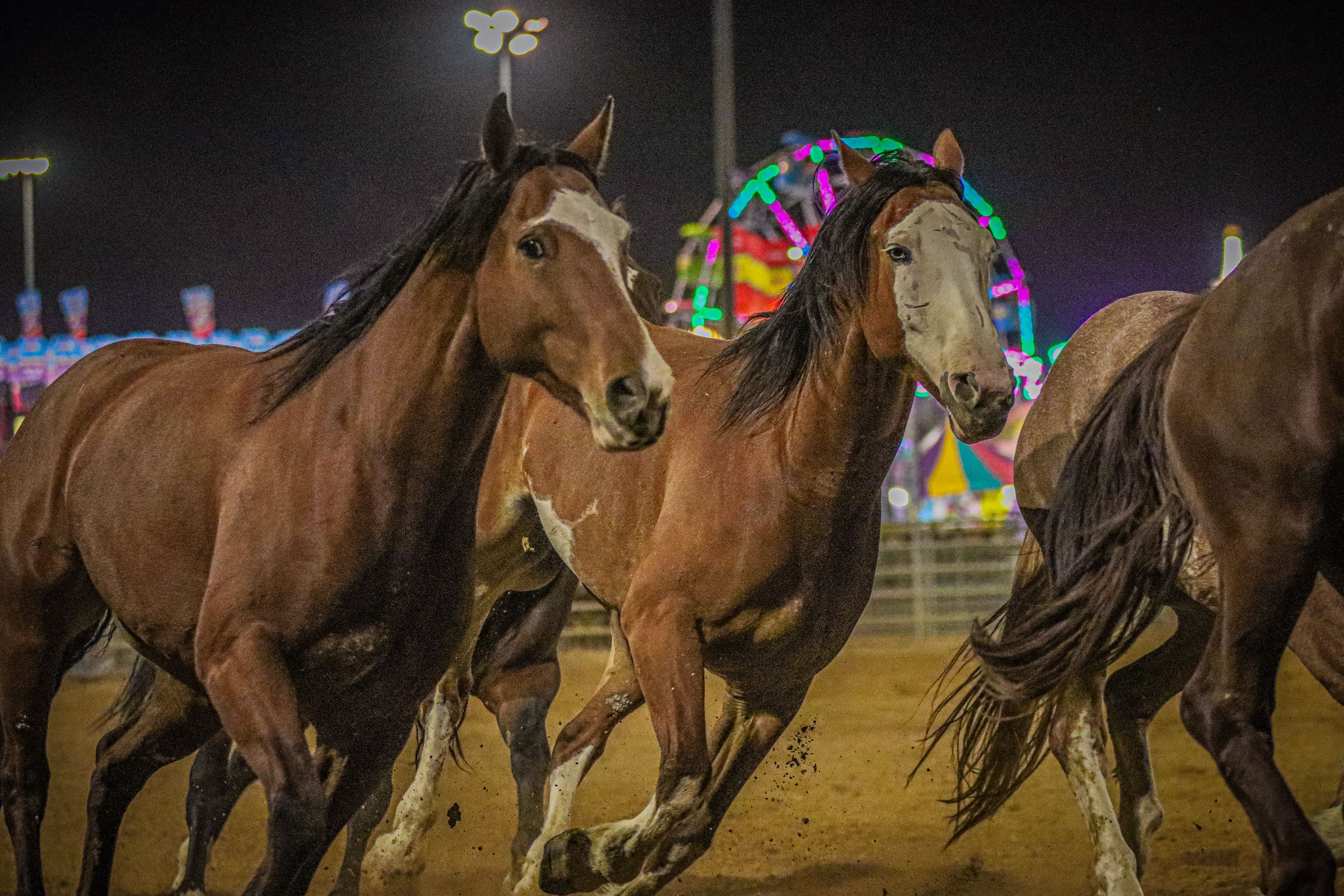 Rodeo Photos