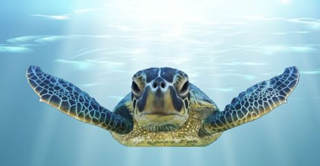 January Sea Turtle Release