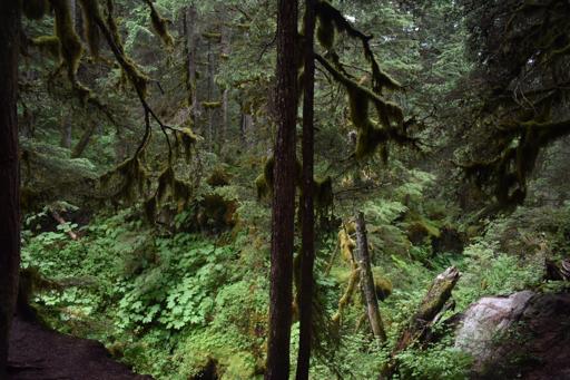 Alaska Service & Adventure 4 (July 29-August 8)