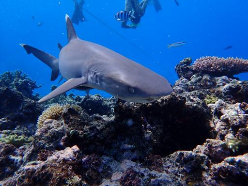 Day 12 - 24th July - Shark and Fishing Day