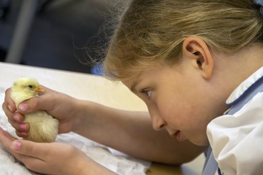 Raising Chicks (with some Fifth Graders)