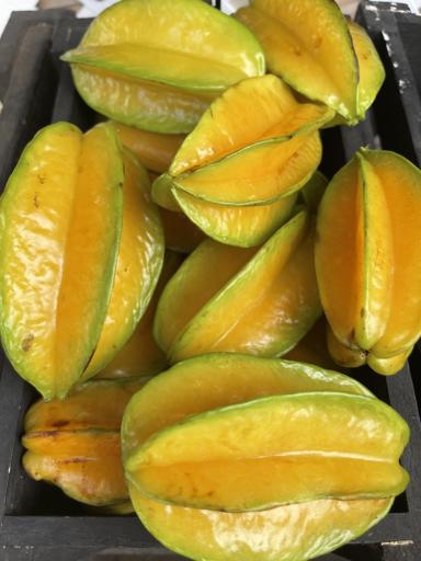 Hawaii Sea Turtle Service & Adventure 4 (July 29-August 8)