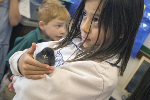 Students meet the Baby Chicks