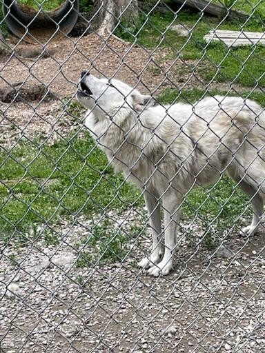 Day 5-July 3, Golden