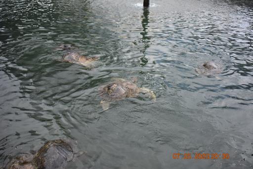 Day 9 - Marathon / Turtle Hospital - July 26