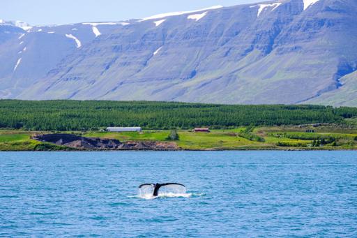 Day 8: Whale Watching