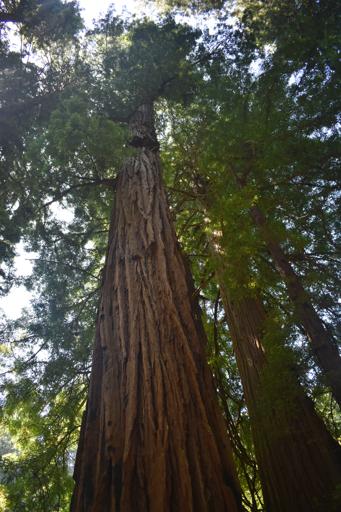 USA: Pacific Northwest Explorer 3 (July 18-28)