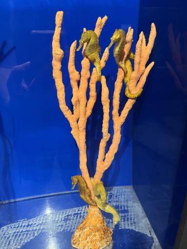 Day 17 - Big Island Tour (Volcano National Park)