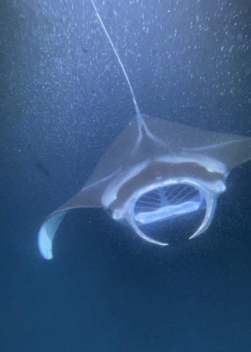 Day 3 - July 13 (Snorkeling, Turtles, and Rays)