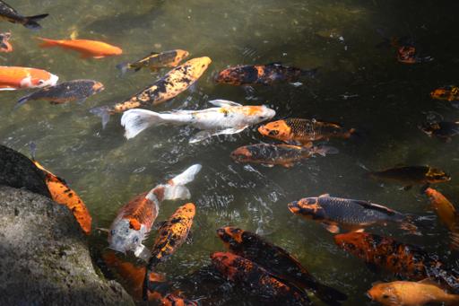 Day 4 - Ring Around Oahu 