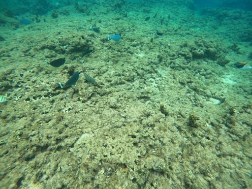 Day 12 - Service in Paradise 