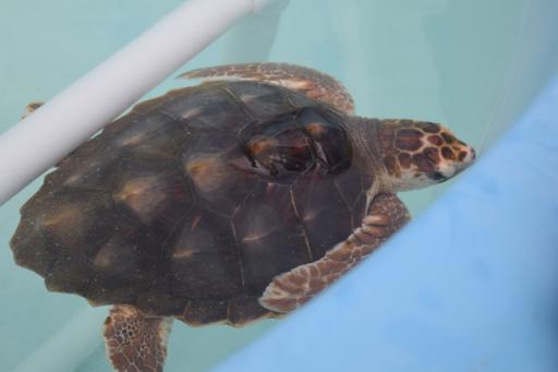 Day 9: 08/09 Turtles