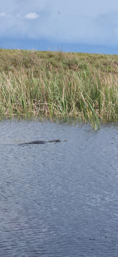 Day 2: 07/22  Everglades and Islamorada