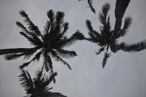 Day 7 - Polynesian Cultural Center