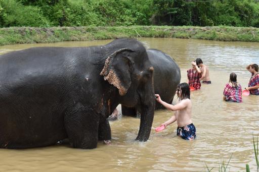 Thailand Elephant Service & Explorers 1 (June 26-July 5)