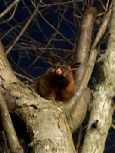 Day 15 - 07/15 - Queenstown