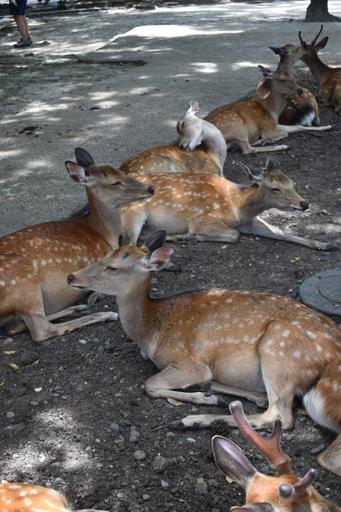 JDS1A Day 13 - Nara - July 8