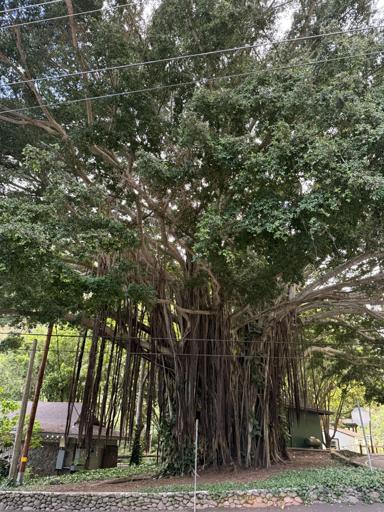 Day 5 - Service and Lao Valley