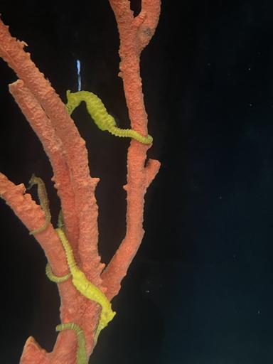 Day 9 - July 19 (Seahorse Farm, Ice Cream, and Goodbye!)