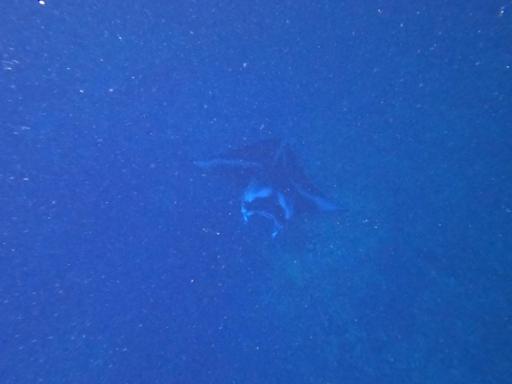 Day 4- July 2- Service at Kahalu'u Bay & Manta Rays