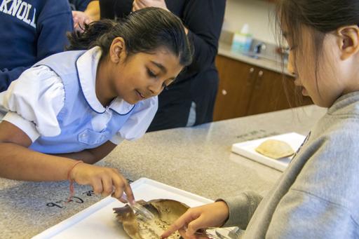 Fossil Lab (Grade 4)