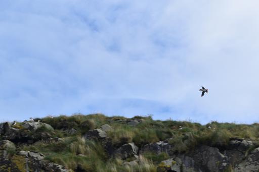 Historical house and whale watching 