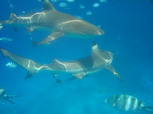 Day 9 - 9th July - Shark Day