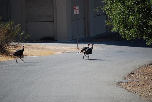 Burn Community Picnic 2014