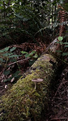Olympic Coast Backpacking (7/24)