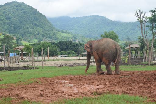 July 2 - Day 5 Elephants & Whitewater rafting