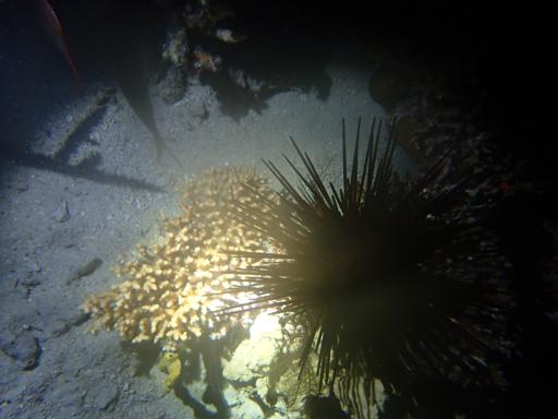 Day 10 - 22nd July - Scuba Day 3