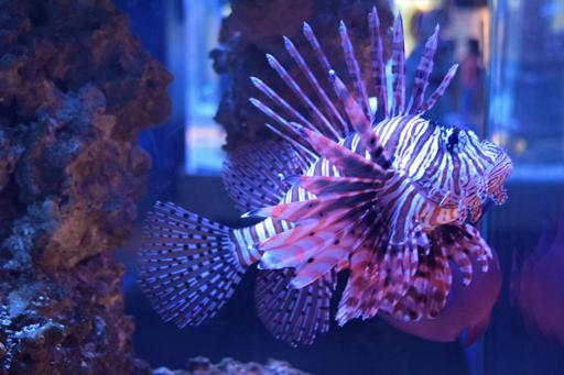 Florida Keys Marine Conservation 2 (July 7-17)