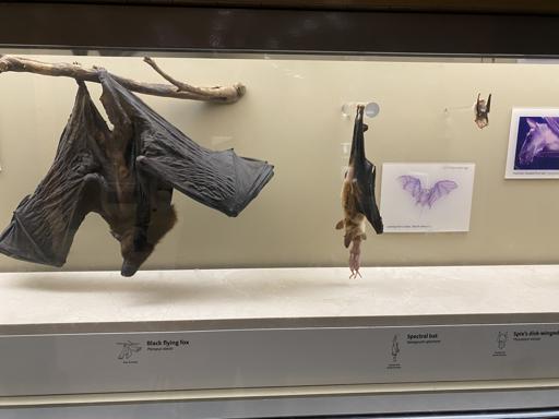 Natural History Museum