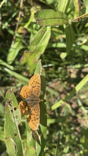 North Cascades (8/7)