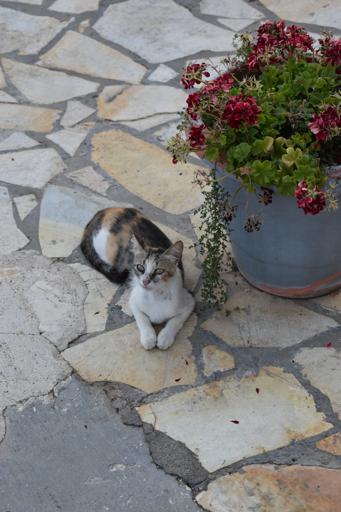 7/16/2025 - Kefalonia, Greece