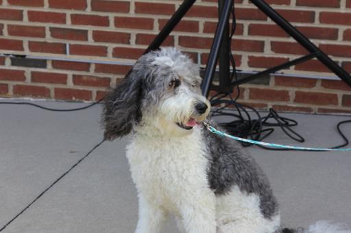 Homecoming Court Parade