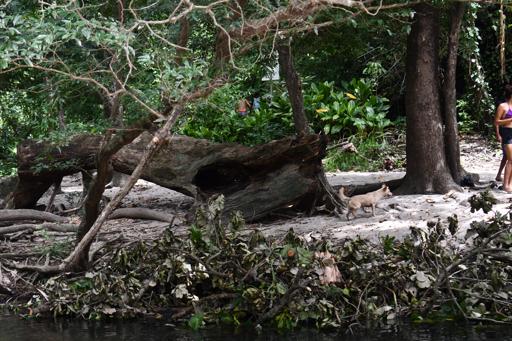 Las Pumas, LLano de Cortes and Final Fancy dinner