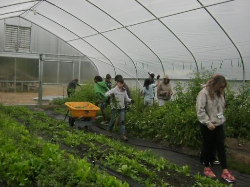 Farm Camp (Grades 7-9)