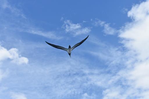 Day 7 - Tamarindo - July 13