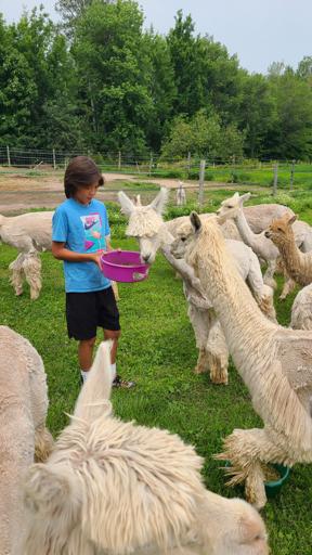 Alpaca Trip - 8/6