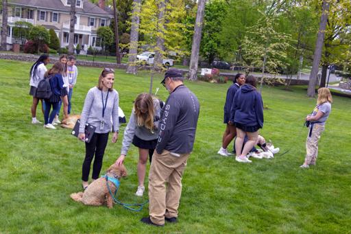 Therapy Dogs