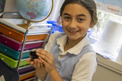 Grade 2 Meet the Baby Chicks!