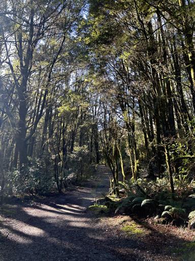 Day 7 - 22 July Franz Josef