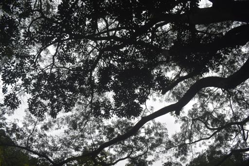 Day Six: Service Day One and Zip Lining!!