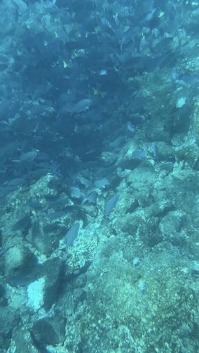 Catamaran, pool time and sunset dinner